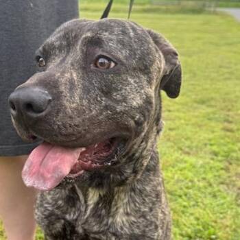 Rescue Neapolitan Mastiff and Pit Bull Terrier Dogs for Adoption in Chesapeake, Virginia - Chase | PetCurious