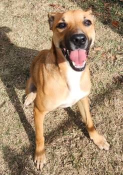 Rescue Shepherd Dogs for Adoption in Little Rock, Arkansas - Beverly (Lucy) | PetCurious