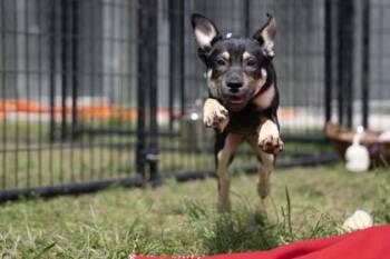 Shepherd and Mixed Breed Dogs Available for Adoption in West Chester, Pennsylvania - Bubu Lubu | PetCurious