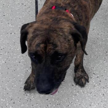 Mel -  Mountain Cur and Mixed Breed Dog for Adoption in Indianapolis, Indiana - Mel | PetCurious