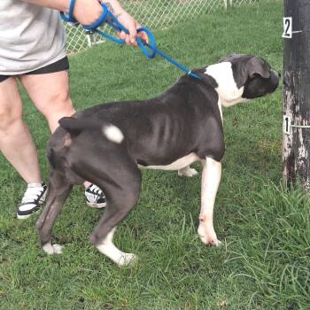 Maddox -  Pit Bull Terrier Dog for Adoption in Denison, Texas - Maddox | PetCurious