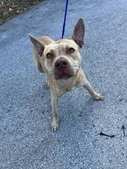 Pit Bull Terrier Dogs Available for Adoption in Doral, Florida - BART | PetCurious