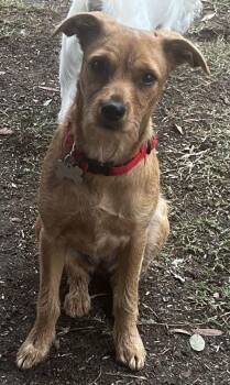 Rescue Terrier Dogs for Adoption in San Jose, California - EMMY | PetCurious