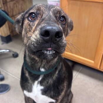 YORK-Stray-16864 -  Mixed Breed and German Shepherd Dog Dog for Adoption in York, Pennsylvania - YORK-Stray-16864 | PetCurious