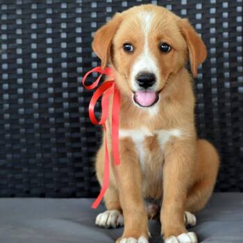 CT Skywalker -  Shepherd and Mixed Breed Dog for Adoption in Stormville, New York - CT Skywalker | PetCurious