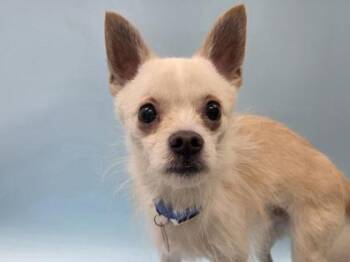 Terrier and Mixed Breed Dogs Available for Adoption - Joe-E | PetCurious