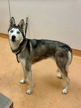 Siberian Husky and Mixed Breed Dogs Available for Adoption in Martinez, California - SKY | PetCurious