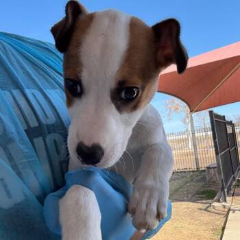 Terrier Dogs Available for Adoption - Moose | PetCurious