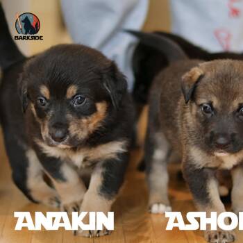 Mixed Breed Dogs Available for Adoption in Calgary, Alberta - Anakin | PetCurious
