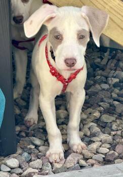 Buzz -  American Staffordshire Terrier Dog for Adoption in Park Forest, Illinois - Buzz | PetCurious