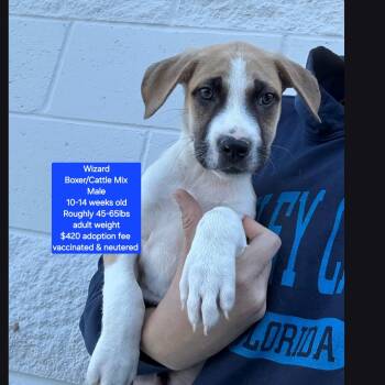 Boxer and Cattle Dog Dogs Available for Adoption in Oviedo, Florida - Wizard | PetCurious