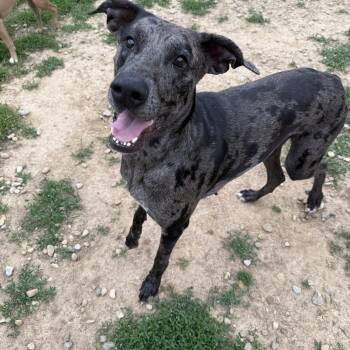 Doberman Pinscher and Great Dane Dogs Available for Adoption in Brazil, Indiana - Harper | PetCurious