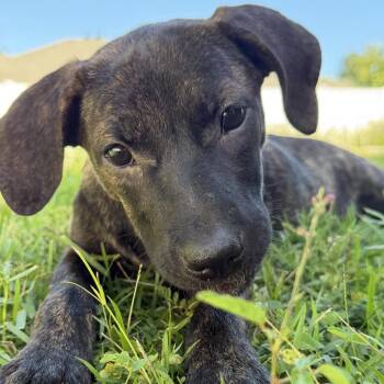 Sarah Sanderson -  Mixed Breed Dog for Adoption in Bradenton, Florida - Sarah Sanderson | PetCurious