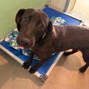 Raven/Betty White -  Mixed Breed Dog for Adoption in Franklin, North Carolina - Raven/Betty White | PetCurious