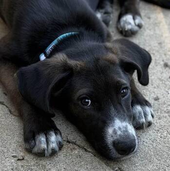 BALOO -  Shepherd Dog for Adoption in Broomfield, Colorado - BALOO | PetCurious