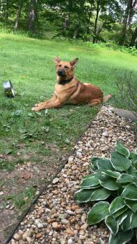 Bando -  German Shepherd Dog Dog for Adoption in Inez, Kentucky - Bando | PetCurious