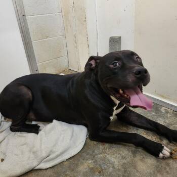 GATOR -  Mastiff Dog for Adoption in Chicopee, Massachusetts - GATOR | PetCurious