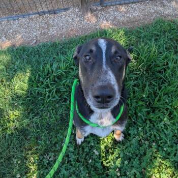 Goose -  Shepherd and Mixed Breed Dog for Adoption in Greenville, South Carolina - Goose | PetCurious