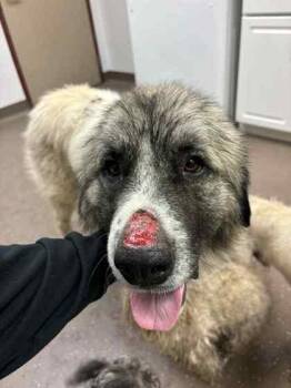 Oso -  Great Pyrenees and Mixed Breed Dog for Adoption in South Bend, Indiana - Oso | PetCurious