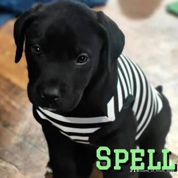 Great Dane and Black Labrador Retriever Dogs Available for Adoption - Spell AKA Smalls | PetCurious