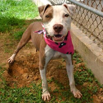 Princess -  Pit Bull Terrier Dog for Adoption in Beaumont, Texas - Princess | PetCurious