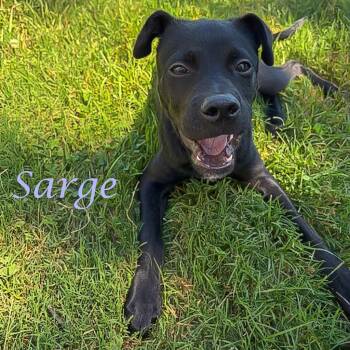 Sarge D26-125 -  Mixed Breed Dog for Adoption in Lebanon, Tennessee - Sarge D26-125 | PetCurious
