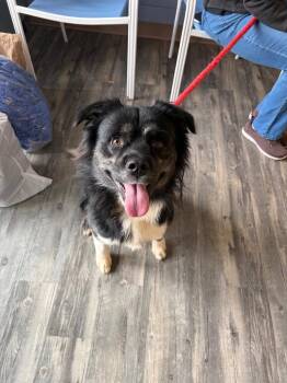 Dell -  Mixed Breed Dog for Adoption in Liverpool, New York - Dell | PetCurious