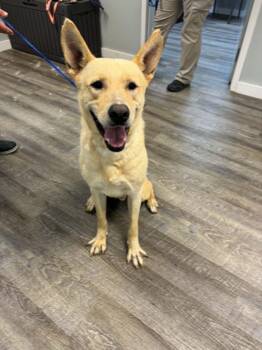 Fabulous Fritz -  Shepherd Dog Available for Adoption in Reston, Virginia - Fabulous Fritz | PetCurious