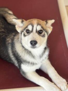 Gerby -  Husky and Australian Shepherd Dog for Adoption in Fort Lupton, Colorado - Gerby | PetCurious