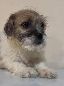 French Bulldog and Yorkshire Terrier Dogs Available for Adoption - Puck | PetCurious