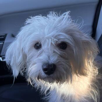 Koda - Local Sept 11-13 -  Maltese Dog for Adoption in Brookshire, Texas - Koda - Local Sept 11-13 | PetCurious