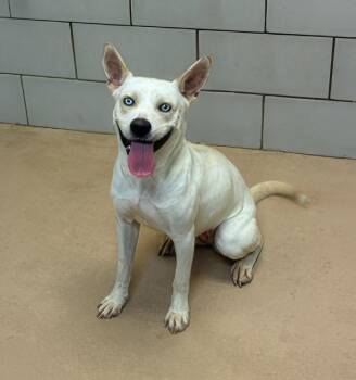 Firefly -  Mixed Breed Dog for Adoption in Nashville, Tennessee - Firefly | PetCurious
