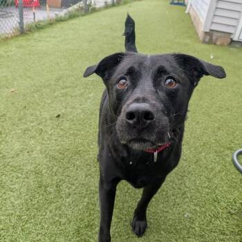 Tip -  Black Labrador Retriever and Mixed Breed Dog for Adoption in Fall River, Massachusetts - Tip | PetCurious