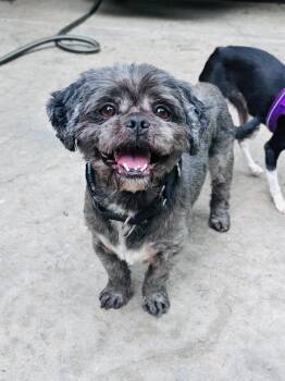 Tide -  Shih Tzu Dog for Adoption in Pottstown, Pennsylvania - Tide | PetCurious