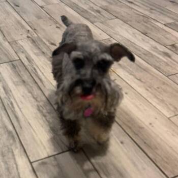 Tikka -  Miniature Schnauzer Dog for Adoption in Phoenix, Arizona - Tikka | PetCurious