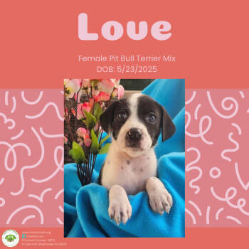 Rescue Pit Bull Terrier Dogs for Adoption in Pottstown, Pennsylvania - Love | PetCurious