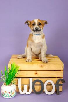 Shepherd Dogs Available for Adoption - 184-26 | PetCurious