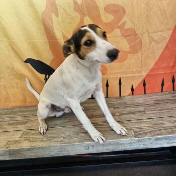 Rescue Australian Cattle Dog Blue Heeler Dogs for Adoption in Normal, Illinois - Ranger | PetCurious