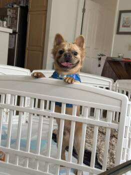 Simba -  French Bulldog Dog for Adoption in Ventura, California - Simba | PetCurious