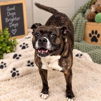 Bella -  Mixed Breed Dog for Adoption in Hopkinton, Massachusetts - Bella | PetCurious