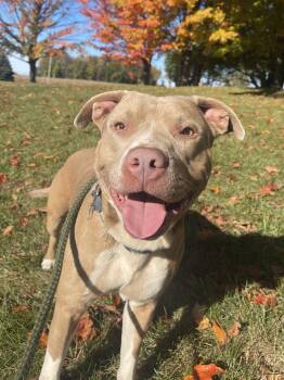 Rescue Pit Bull Terrier Dogs for Adoption in Allegan, Michigan - Fred | PetCurious