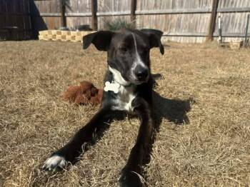 Labrador Retriever Dogs Available for Adoption in VERNON ROCKVL, Connecticut - Cowboy | PetCurious