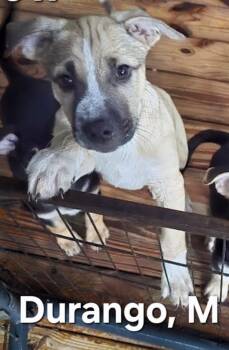 Durango -  Shepherd Dog for Adoption in Parma, Ohio - Durango | PetCurious