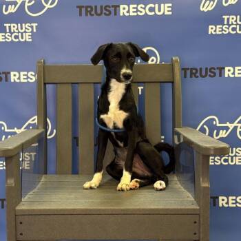 DANCER -  Terrier Dog for Adoption in Waterford, New Jersey - DANCER | PetCurious