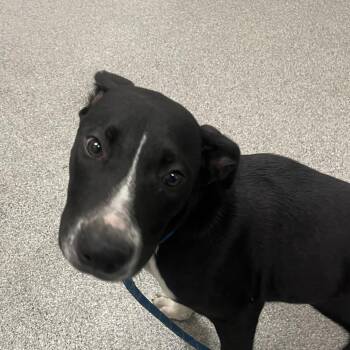 Bark Wahlberg -  Pit Bull Terrier Dog for Adoption in Northbrook, Illinois - Bark Wahlberg | PetCurious