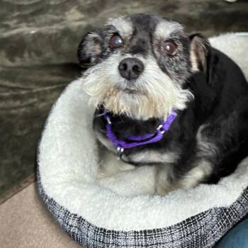 Bobby -  Schnauzer and Chihuahua Dog for Adoption in South Elgin, Illinois - Bobby | PetCurious