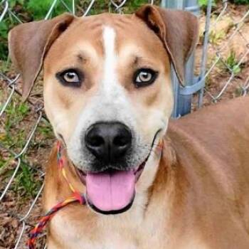 Boxer Dogs Available for Adoption in Chelmsford, Massachusetts - Aurora | PetCurious