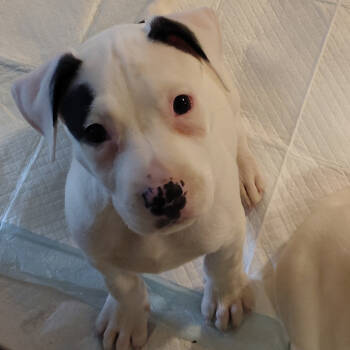 Rescue Mixed Breed Dogs for Adoption in Rockville, Maryland - Snoopy | PetCurious