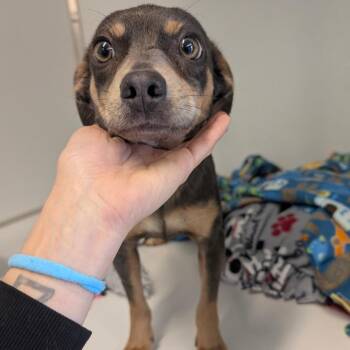Miniature Pinscher Dogs Available for Adoption - Muffy - City Of Industry Location | PetCurious