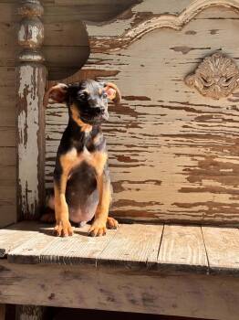 Henry -  Mixed Breed Dog for Adoption in Gainesville, Virginia - Henry | PetCurious